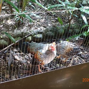 Grey Junglefowl (Gallus sonneratii)