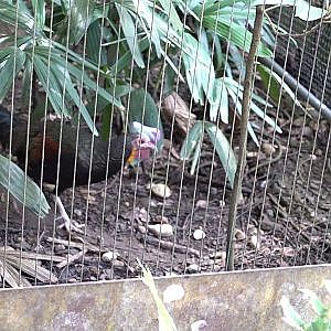 Green Junglefowl (Gallus varius)