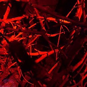 Aye-aye (Daubentonia madagascariensis)