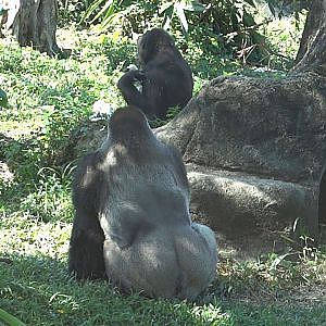 Western Lowland Gorilla (Gorilla gorilla gorilla)