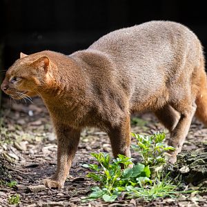 Jaguarundi / Hamerton / 3-3-20