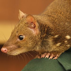 Juvenile Spotted-tailed quoll