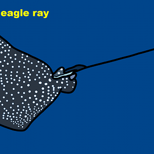 Spotted eagle ray (Aetobatus narinari)