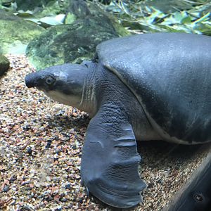 Shedd Aquarium: Pig-Nosed Turtle