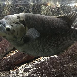 Shedd Aquarium: Giant Gourami