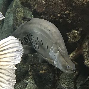 Shedd Aquarium: Clown Featherback