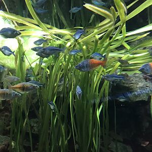 Shedd Aquarium: Boeseman's Rainbowfish