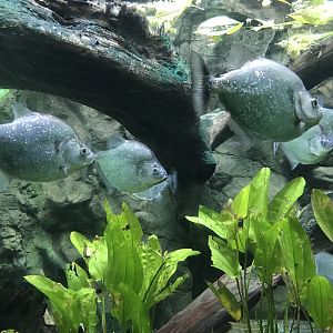 Shedd Aquarium: Violet-Lined Piranhas