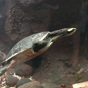 Shedd Aquarium: Turtle (ID Needed)