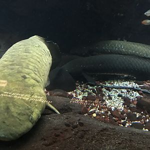 Shedd Aquarium: Australian Lungfish