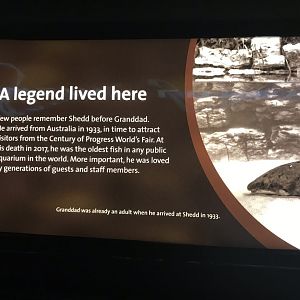 Shedd Aquarium: Granddad the Lungfish