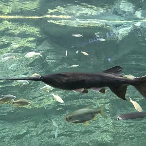 Shedd Aquarium: American Paddlefish