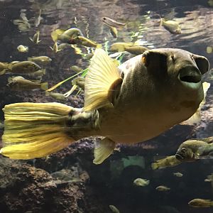 Shedd Aquarium: Congo River Puffer