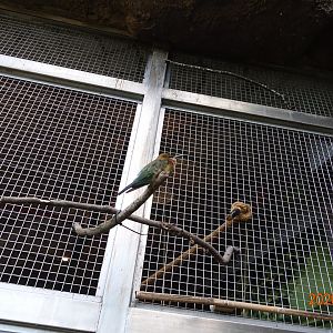 Blue-tailed Bee-eater (Merops philippinus)