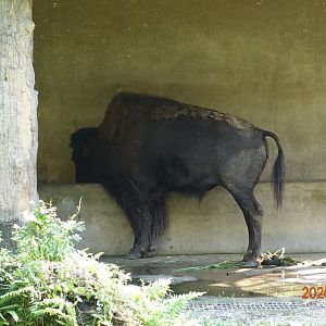 American Bison (Bison bison)