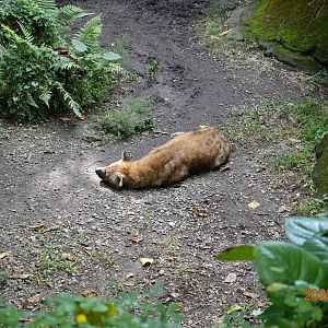 Spotted Hyena (Crocuta crocuta)
