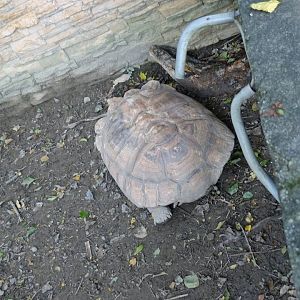 African Spurred Tortoise (Centrochelys sulcata)