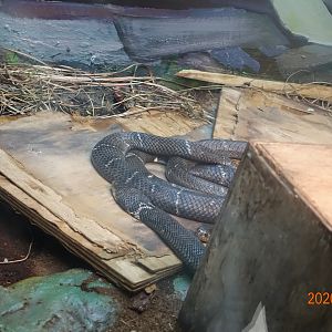 Chinese Cobra (Naja atra)