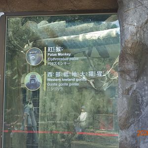 Patas Monkeys and gorillas panels