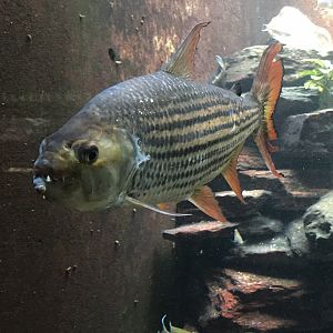 Shedd Aquarium: Striped Tigerfish