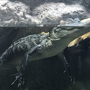 Shedd Aquarium: American Alligator