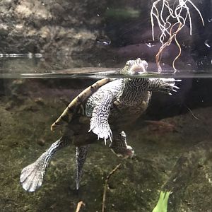 Shedd Aquarium: Map Turtle