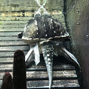 Shedd Aquarium: Alligator Snapping Turtle