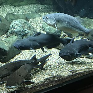 Shedd Aquarium: Sturgeon, Catfish, and Largemouth Bass