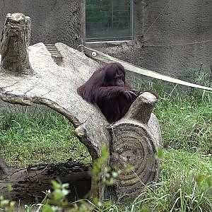 Bornean Orangutan (Pongo pygmaeus)