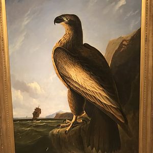 National Portrait Gallery: Washington's Eagle by John James Audubon