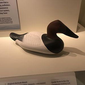 Smithsonian Museum of American History: Canvasback Decoy
