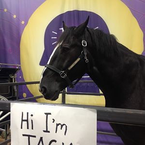 2016 FFA National Convention: Jack the Horse