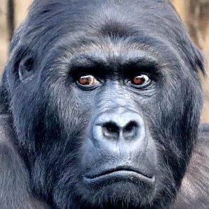 Eastern lowland gorilla; Antwerp; 8th September 2018