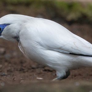 Bali myna : Exmoor Zoo : 16 Sep 2020