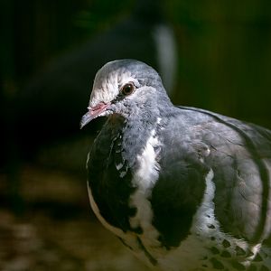 Wonga pigeon : Exmoor Zoo : 16 Sep 2020