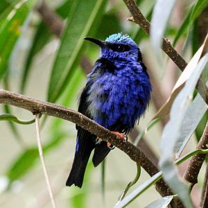Red-legged Honeycreeper (male)