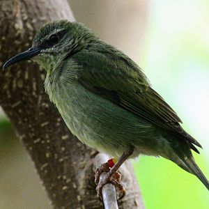 Red-legged Honeycreeper (female)