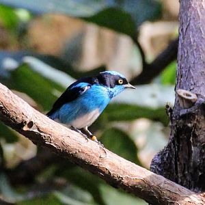 Black-faced Dacnis