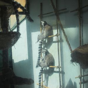 ringtail lemurs indoor enclousure