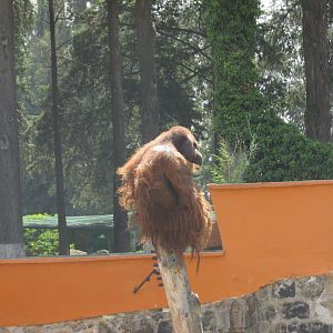 male orangutan GUERO
