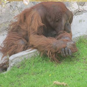 Male orangutan GUERO