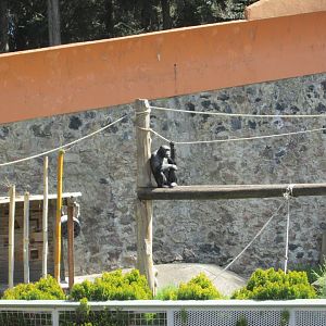 chimpanzee Zacango zoo