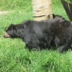 andean bear zacango zoo