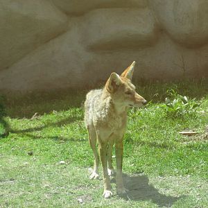 mexican coyote