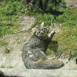 mexican grey fox