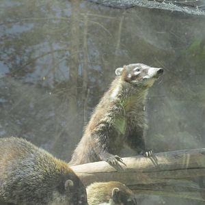 mexican coati
