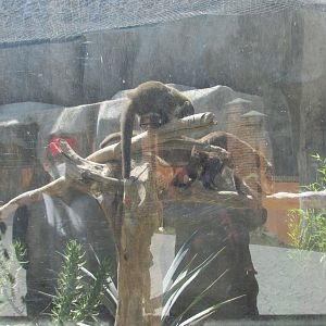 mexican coati exhibit