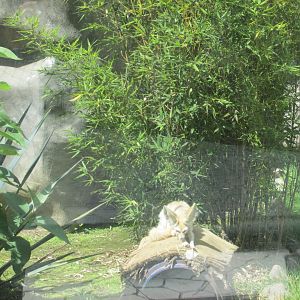 fennec fox exhibit