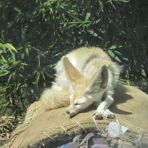 fennec fox