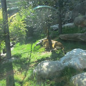barbary lion enclousure